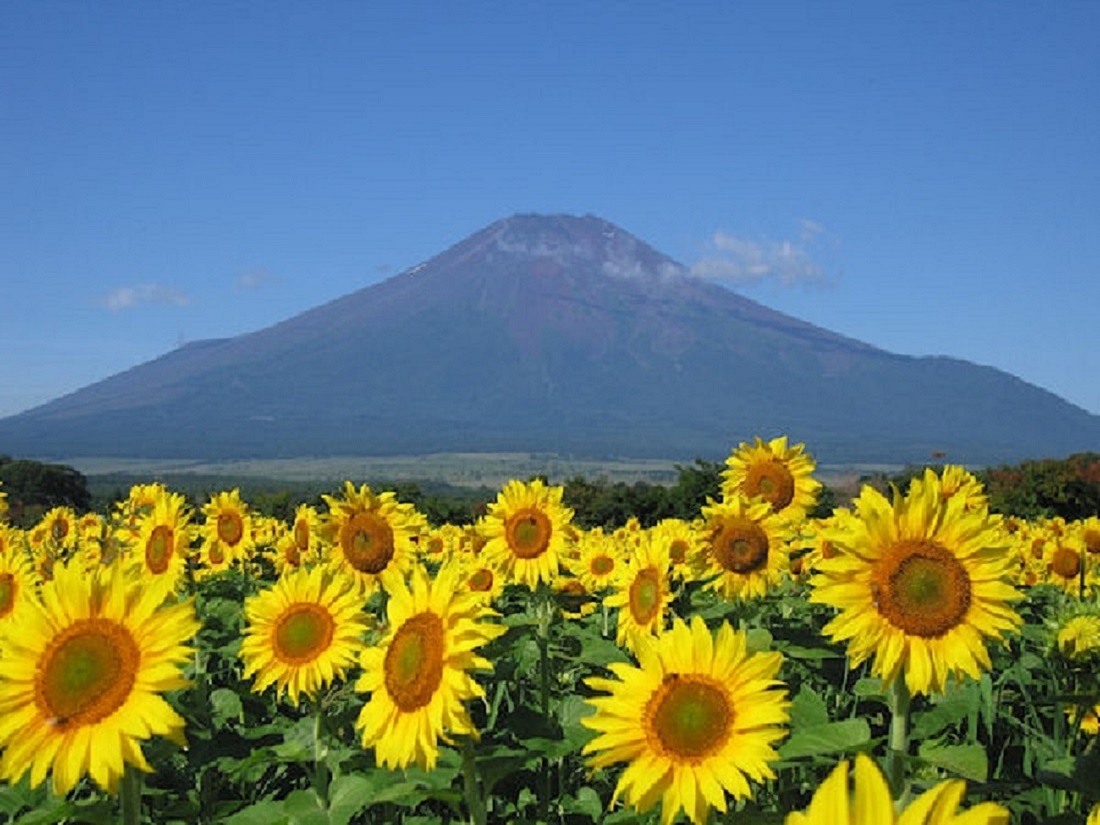 これぞ絶景 富士山を鮮やかに彩る夏の花 5選 旅時間