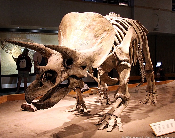 Triceratops dinosaur fossil display