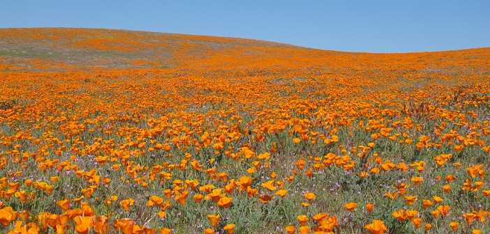 オレンジ色に染まる大草原 カリフォルニアのポピー保護区が美しすぎる 旅時間