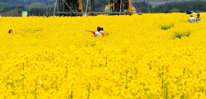 日本一大きな黄色い絨毯に大感動 青森 横浜町の菜の花畑が凄い 旅時間