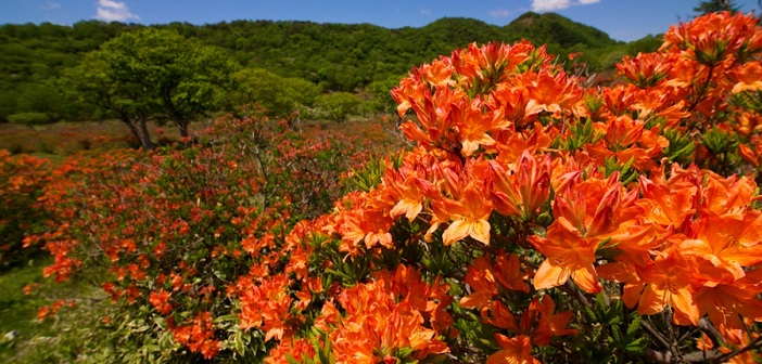 オレンジの絶景世界へ 赤城山を覆うレンゲツツジを見に行こう 旅時間