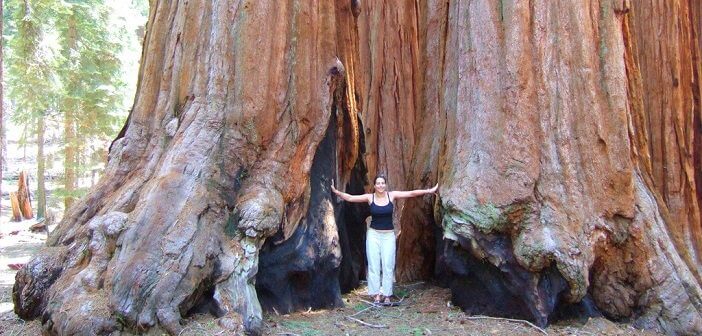 世界最大の巨木が眠る森 アメリカの セコイア国立公園 旅時間