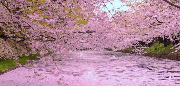 20160501-694-43-3-hirosaki-